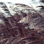 Mrazivý vietor do konca týždňa, a potom sa náhle oteplí